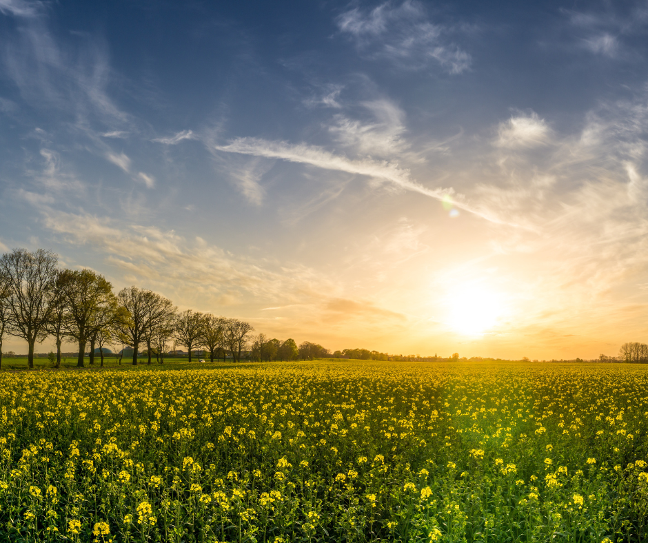 Harnessing the Power of the Sun: Transforming Agriculture with Solar ...